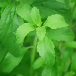 Stevia als Zuckerersatz? Richtig! 5 Stevia als Zuckerersatz
